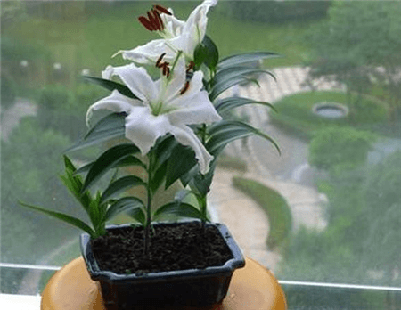香味好养的花