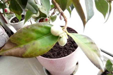 茶花树叶子发黑是什么原因