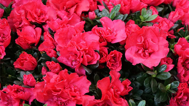 如何养好杜鹃花(杜鹃花用什么土养比较好)