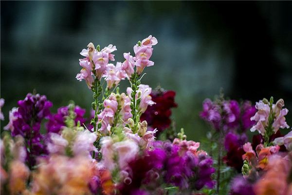 怎么让金鱼草多开花(如何让金鱼草开花)