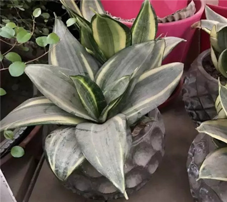 养了多年的花死了什么预兆