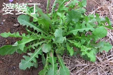 苦丁茶和婆婆丁功效是一样的吗
