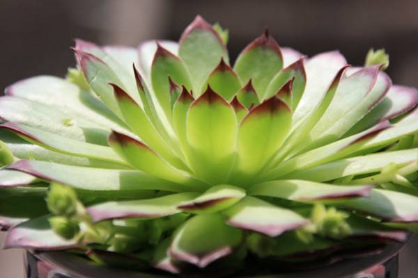 最有仙女气质的3款多肉植物(最有仙女气质的女明星)