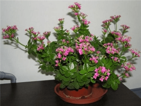 香味好养的花