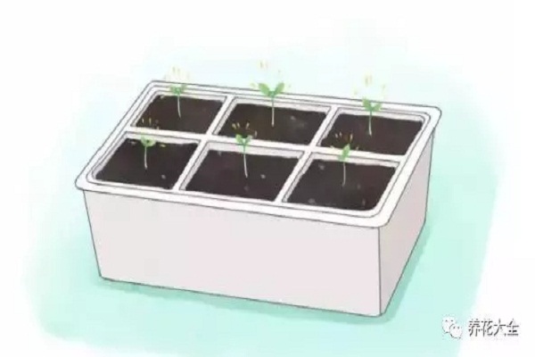 现在随手撒把种子半年不用买菜啦！(撒种子怎么撒)