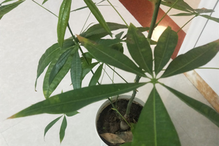 发财树叶子发斑点黄怎么办