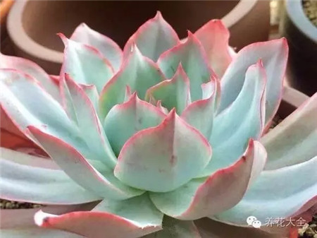 最有仙女气质的女明星