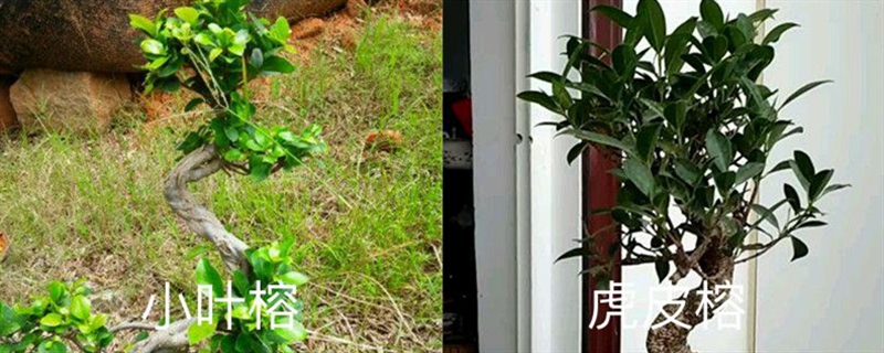 小叶榕和虎皮榕的区别是同一种植物吗(小叶榕和榕树的区别)