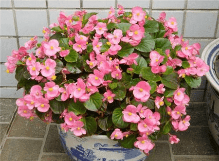 香味好养的花