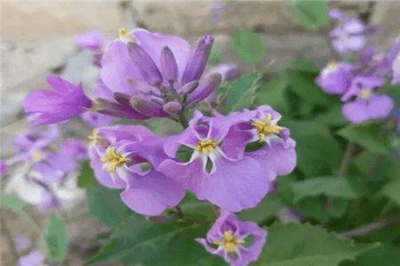 像月季花的野花名字叫什么