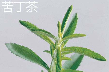 苦丁茶和婆婆丁功效是一样的吗