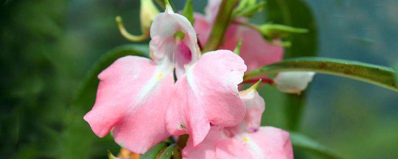 凤仙花用什么土壤如何栽培(凤仙花用什么土种植)