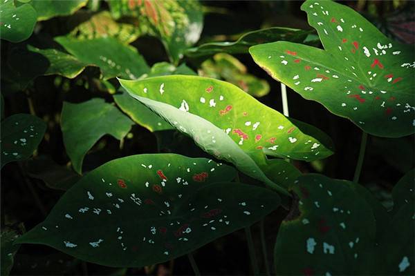 五彩芋(五彩芋喜阴还是喜阳)