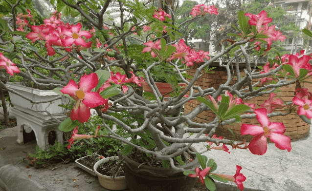 沙漠玫瑰怎样养根越来越粗
