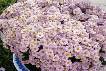 像月季花的野花名字叫什么