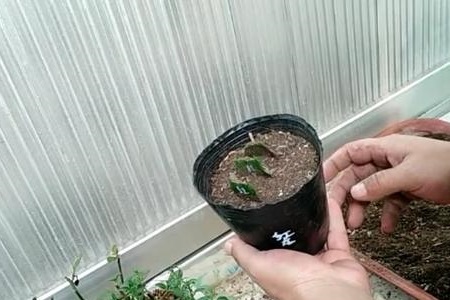 蟹爪兰苗怎么上盆