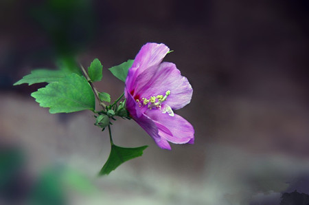 木槿花的国花