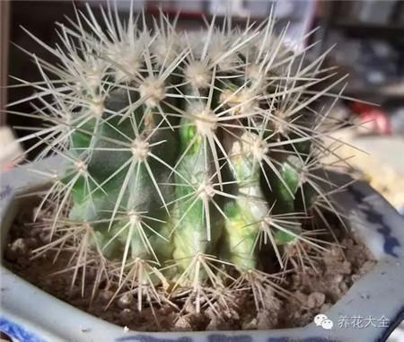 仙人球长黄斑怎么办
