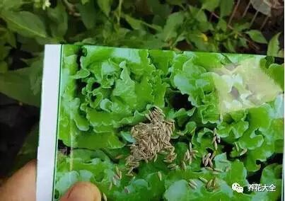 撒种子怎么撒