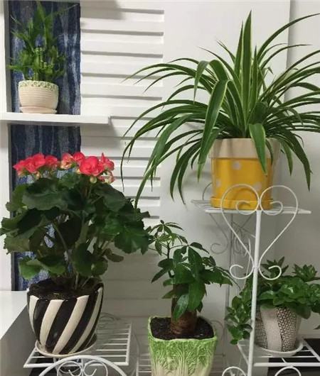 养了多年的花死了什么预兆