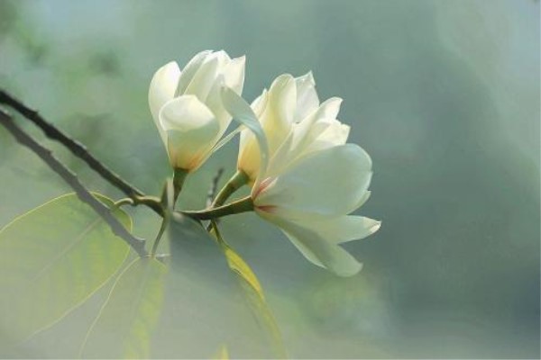 醉香含笑的种植方法(醉香含笑的种植方法是什么)