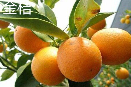 青金桔和金桔哪个好