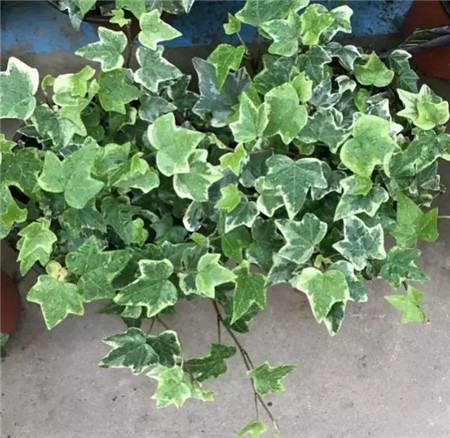 养了多年的花死了什么预兆