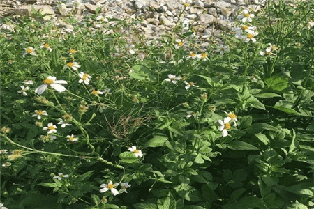 像月季花的野花名字叫什么