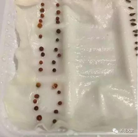 撒种子怎么撒