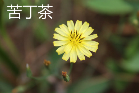 苦丁茶和婆婆丁功效是一样的吗