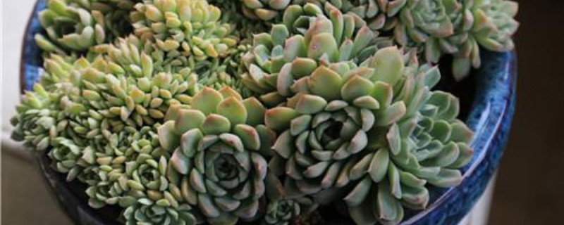 新手如何养多肉(新手如何养多肉植物)