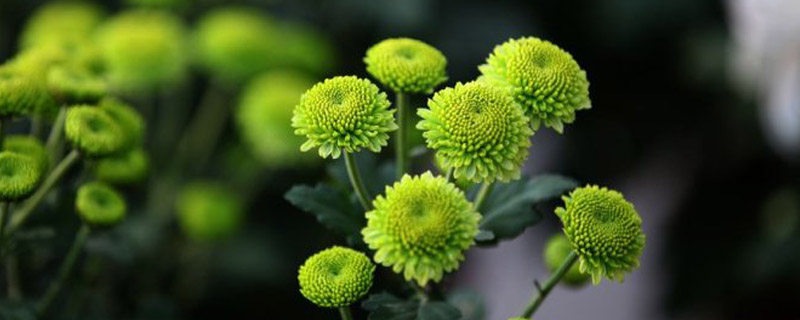 绿色菊花有哪些品种(绿色的菊花长什么样子)