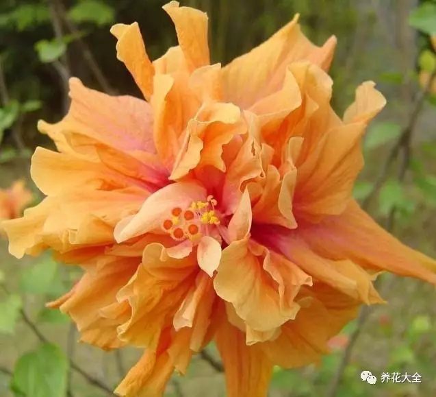 什么花越养越贵