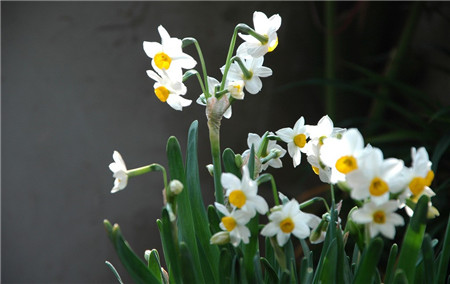 水仙花怎么养 盆栽