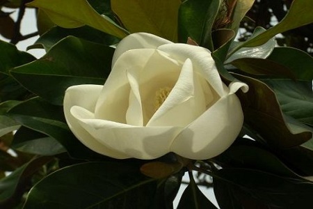 栀子花花期后怎么养护好