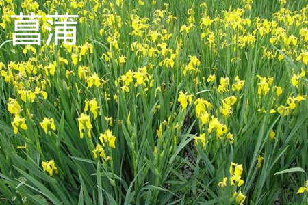 唐菖蒲是什么科
