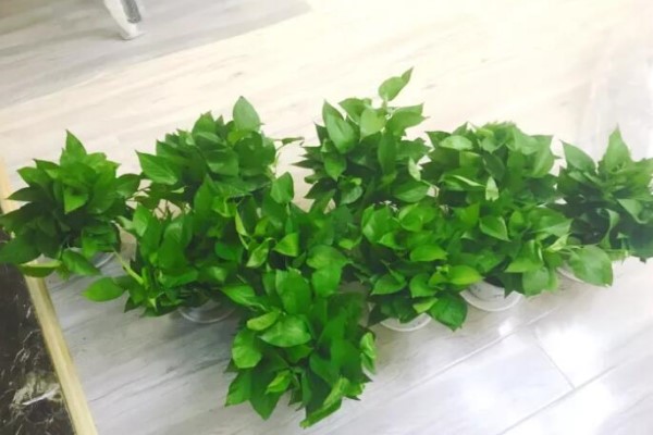 甲醛能潜伏15年赶紧放盆吸毒花全家老小都受益！(甲醛吸多了会有什么症状)