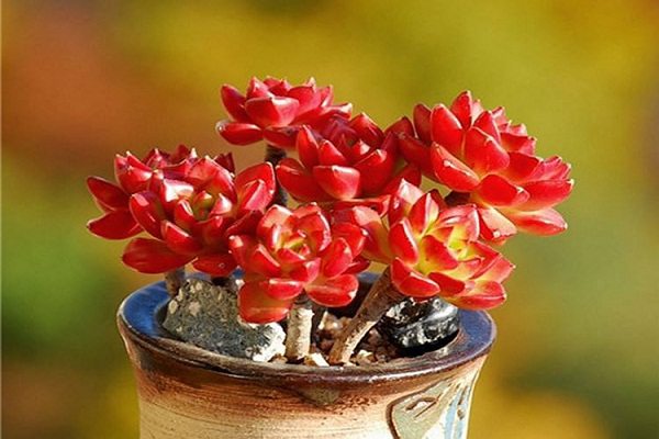 蒂亚多肉怎么变红这样养护就对了！(多肉植物蒂亚怎样爆盆)