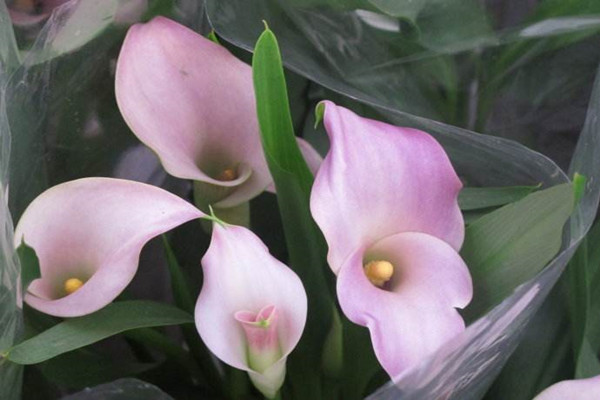 彩色马蹄莲开花后怎么处理(彩色马蹄莲夏季养护)