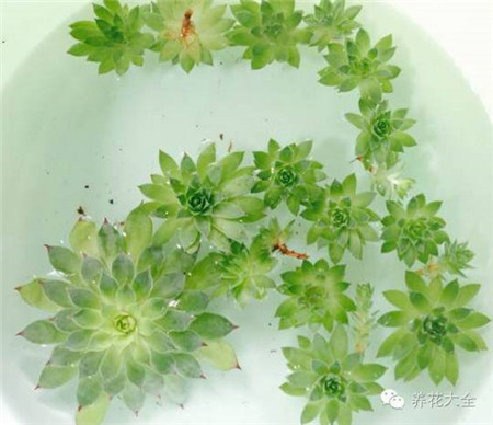 观音莲如何爆崽