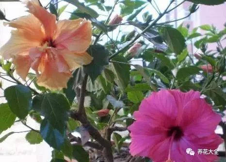 什么花越养越贵