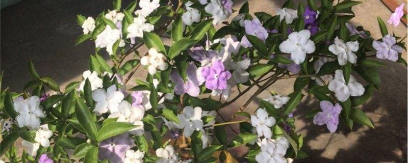 番荔枝怎么种植技术