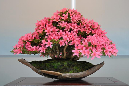 杜鹃花盆栽修剪