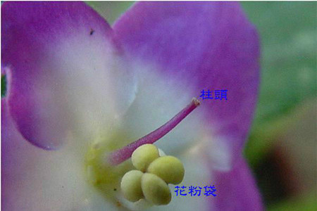 大岩桐如何播种