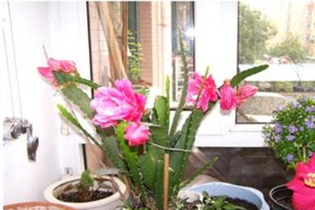 荷花怎样越冬