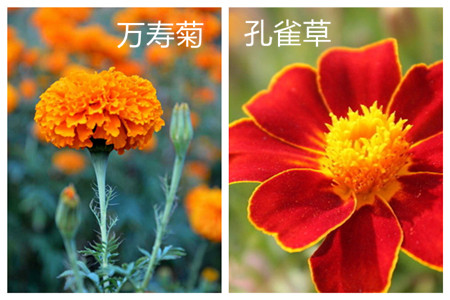 万寿菊和孔雀草的区别(孔雀草与万寿菊在形态上有何区别?)