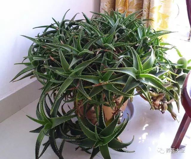 什么花越养越贵