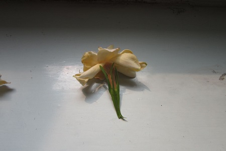 栀子花花期后怎么养护好