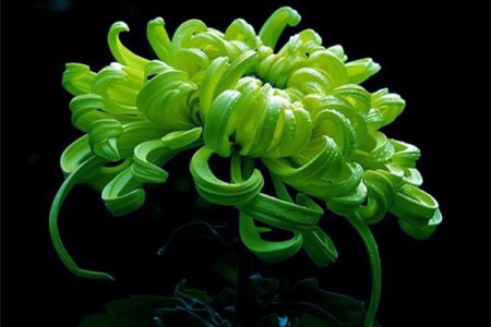 绿色的菊花长什么样子