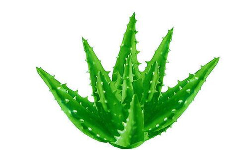 芦荟叶子发黑怎么办呢